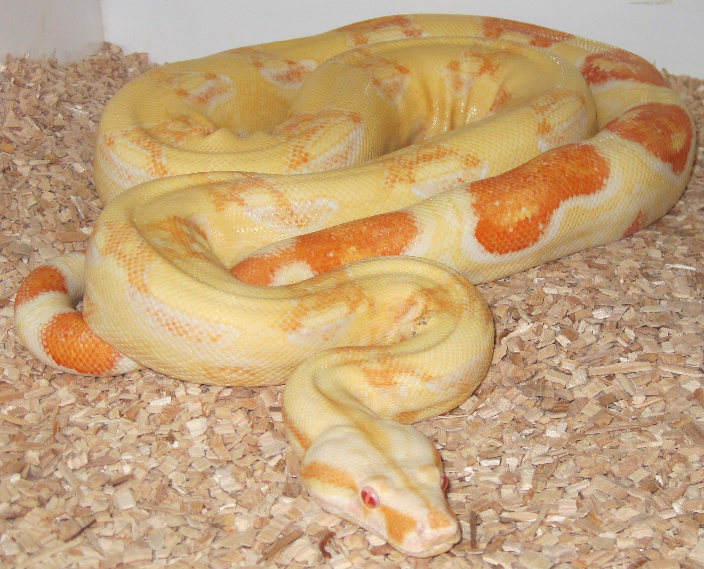 ShanoraMale