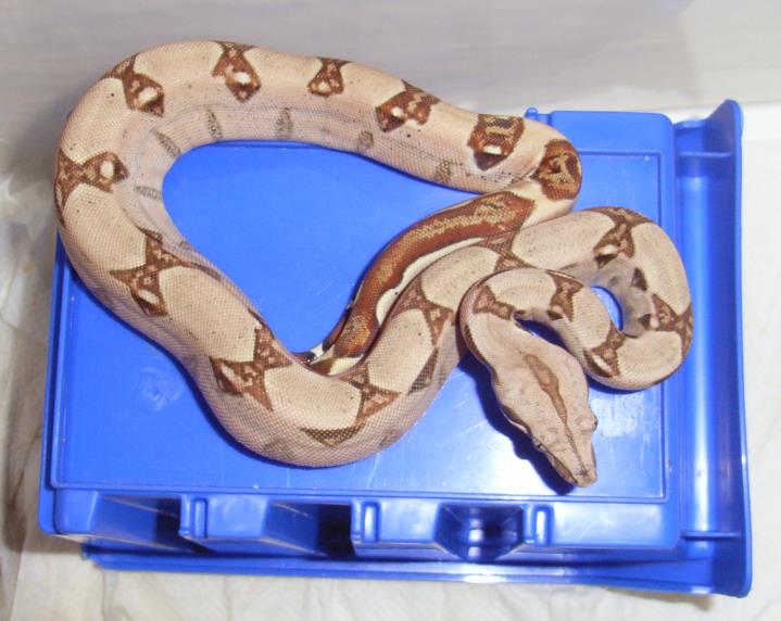 home of the squaretails